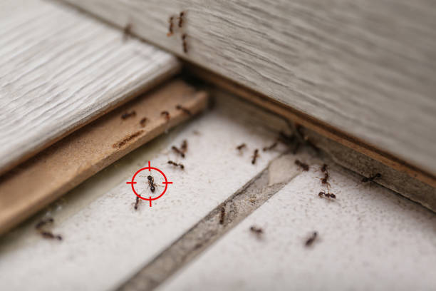 Best Pest Removal Services  in Clemson, SC