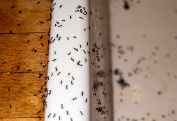 Best Affordable Pest Control Services  in Clemson, SC